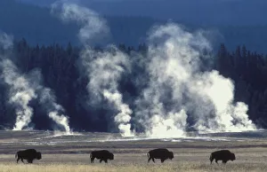 Line of Bison {Bison bison} geysers steaming, Yellowstone National Park, USA Line of Bison {Bison bison} geysers steaming, Yellowstone National Park, USA