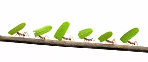 Medium Group Of Animals Gallery: Line of Leaf-cutter ants (Atta sp) carrying leaves, digital composite