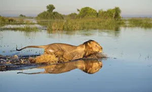 Lion (Panthera leo) crossing water, Okavango Delta, Botswana Lion (Panthera leo) crossing water, Okavango Delta, Botswana