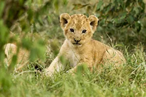 Lion (Panthera leo) cub portrait, Masai Mara Game Reserve, Kenya Lion (Panthera leo) cub portrait, Masai Mara Game Reserve, Kenya