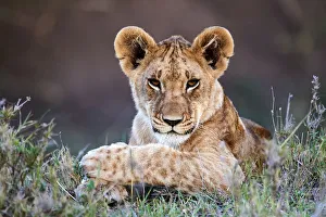Lion (Panthera leo) cub portrait, Masai Mara National Reserve, Kenya Lion (Panthera leo) cub portrait, Masai Mara National Reserve, Kenya