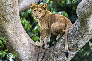 Images Dated 22nd October 2012: Lion (Panthera leo) cub up a tree - only three populations of lions are known to do this habitually