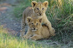 Big Cat Gallery: Lion (Panthera leo) cubs playing, Masai-Mara Game Reserve, Kenya. Vulnerable species