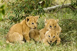 Lion (Panthera leo) cubs playing, Masai Mara Game Reserve, Kenya Lion (Panthera leo) cubs playing, Masai Mara Game Reserve, Kenya