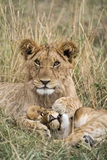 Lion (Panthera leo) cubs resting, Masai-Mara Game Reserve, Kenya Lion (Panthera leo) cubs resting, Masai-Mara Game Reserve, Kenya