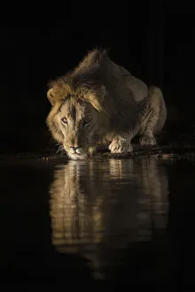Lion (Panthera leo) drinking at night, Zimanga private game reserve, KwaZulu-Natal Lion (Panthera leo) drinking at night, Zimanga private game reserve, KwaZulu-Natal