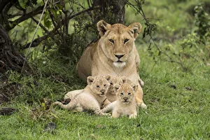 Lion (Panthera leo), female with three cubs age 6 weeks, Masai-Mara Game Reserve, Kenya Lion (Panthera leo), female with three cubs age 6 weeks, Masai-Mara Game Reserve, Kenya