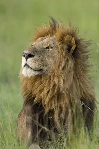 Lion (Panthera leo) male, Masai-Mara Game Reserve, Kenya. Vulnerable species Lion (Panthera leo) male, Masai-Mara Game Reserve, Kenya. Vulnerable species