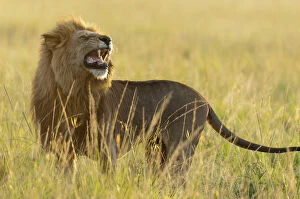 Images Dated 24th February 2008: Lion (Panthera leo) male smelling, flehmen response, Masai-Mara Game Reserve, Kenya