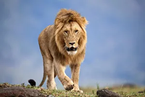 Lion (Panthera leo) male walking. Masai Mara National Reserve, Kenya Lion (Panthera leo) male walking. Masai Mara National Reserve, Kenya