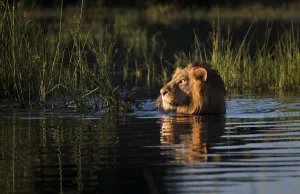 Lion (Panthera leo) swimming, Okavango Delta, Botswana Lion (Panthera leo) swimming, Okavango Delta, Botswana
