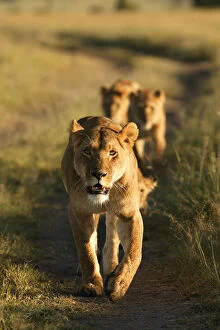 Images Dated 13th May 2003: Lioness leading pride {Panthera leo} Masai Mara, Kenya, Africa