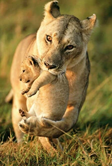 Big Cat Gallery: Lioness (Panthera leo) carrying her cub, Masai-Mara Game Reserve, Kenya