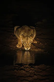 Lioness (Panthera leo) drinking at night, Zimanga Private Game Reserve, KwaZulu-Natal Lioness (Panthera leo) drinking at night, Zimanga Private Game Reserve, KwaZulu-Natal