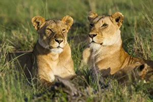 Lionesses (Panthera leo), Masai Mara Game Reserve, Kenya, November Lionesses (Panthera leo), Masai Mara Game Reserve, Kenya, November