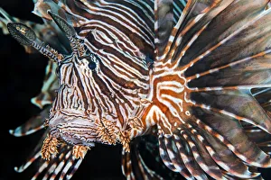 Lionfish (Pterois volitans) portrait, invasive species in the Caribbean. East End Lionfish (Pterois volitans) portrait, invasive species in the Caribbean. East End