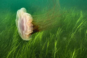Lion's mane jellyfish (Cyanea capillata) swept in current over a bed of eel grass Lion's mane jellyfish (Cyanea capillata) swept in current over a bed of eel grass