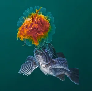Lions Mane Jellyfish (Cyanea capillata) with Blue rockfish (Sebastes mystinus Lions Mane Jellyfish (Cyanea capillata) with Blue rockfish (Sebastes mystinus