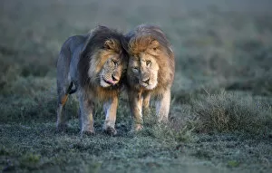 Male Animal Gallery: Lions (Panthera leo) - two brothers patrolling territorial boundary, affectionate behaviour