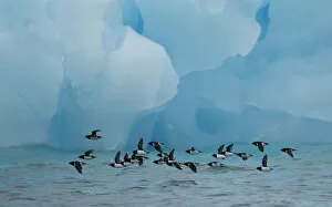 Images Dated 14th July 2010: Little Auks (Alle alle) flying low above surface in front of iceberg. Spitsbergen