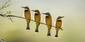 Four Little bee-eaters (Merops pusillus) perched on branch, Seronera Valley Four Little bee-eaters (Merops pusillus) perched on branch, Seronera Valley