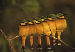Six Little bee-eaters (Merops pusillus) perched in a row, Masai Mara, Kenya, Africa Six Little bee-eaters (Merops pusillus) perched in a row, Masai Mara, Kenya, Africa