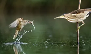 Little bittern (Ixobrychus minutus) watching Great warbler (Acrocephalus arundinaceus Little bittern (Ixobrychus minutus) watching Great warbler (Acrocephalus arundinaceus