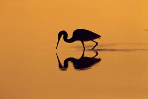 Little blue heron (Egretta caerulea) in lagoon at sunrise, Fort Myers Beach, Gulf Coast Little blue heron (Egretta caerulea) in lagoon at sunrise, Fort Myers Beach, Gulf Coast