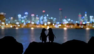 Silhouette Gallery: Little blue penguin (Eudyptula minor), two standing on rocks at night
