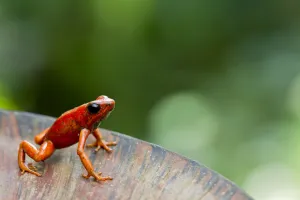 Little-devil poison frog (Oophaga sylvatica) on plant, Canande, Esmeraldas, Ecuador Little-devil poison frog (Oophaga sylvatica) on plant, Canande, Esmeraldas, Ecuador