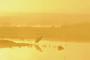 Images Dated 19th March 2011: Little Egret (Egretta garzetta). North Kent Marshes. Elmley Nature Reserve