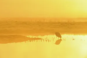 Images Dated 19th March 2011: Little Egret (Egretta garzetta) at dawn, Elmley Nature Reserve, Kent, England, UK, March