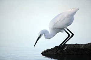 Little egret {Egretta garzetta} at waters edge hunting sequence 1/3, Donana NP, Sevilla Little egret {Egretta garzetta} at waters edge hunting sequence 1/3, Donana NP, Sevilla