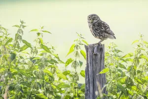 Little owl (Athene noctua) adult, The Netherlands Little owl (Athene noctua) adult, The Netherlands