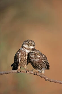 Courtship Gallery: Little owl {Athene noctua) pair perched, courtship behaviour, Spain