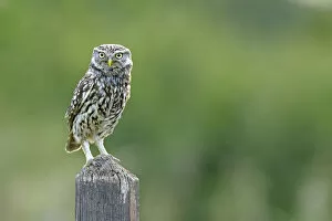 Images Dated 19th June 2012: Little Owl (Athene noctua) perched on post. Wales, UK, June