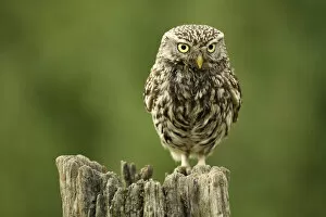 Images Dated 5th June 2012: Little owl (Athene noctua) perched on a post, Essex, England, UK, June