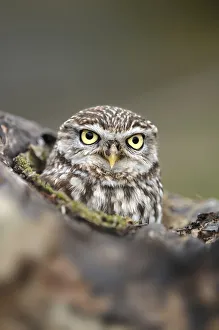 Little Owl (Athene noctua) portrait. Gloucestershire, UK, April Little Owl (Athene noctua) portrait. Gloucestershire, UK, April