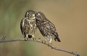 Behaviour Gallery: Little owls courtship {Athene noctua} Spain
