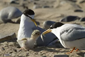 Sand Eel Gallery: Little tern (Sterna albifrons ) feeding sand eel (Hyperoplus spp) to young chick
