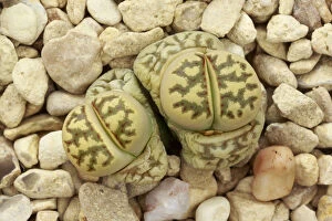 Caryophyllales Gallery: Living stone plant (Lithops dorotheae) one of the living stones plants, in cultivation