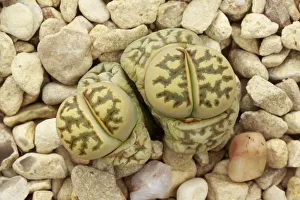 Living stone plant (Lithops dorotheae) one of the living stones plants, in cultivation Living stone plant (Lithops dorotheae) one of the living stones plants, in cultivation