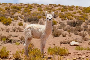 Llama calf on the altiplano, Bolivia, December 2016 Llama calf on the altiplano, Bolivia, December 2016