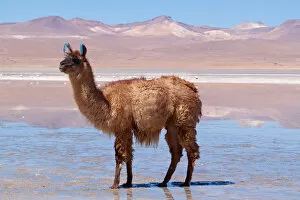 Images Dated 18th December 2016: Llama standing in mud at the edge of Laguna Colorada, Bolivia