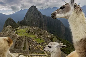 Three Llamas (Lama glama) resting in the Machu Picchu ruins. Urubamba, Peru. August, 2016 Three Llamas (Lama glama) resting in the Machu Picchu ruins. Urubamba, Peru. August, 2016