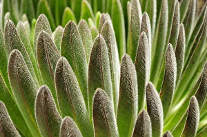 Images Dated 5th October 2008: Lobelia (Lobelia deckenii) close up of leaves, alpine species of lobelia that lives on Kilimanjaro