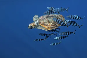 Loggerhead turtle (Caretta caretta) with a shoal of Pilot fish (Naucrates ductor) Pico Loggerhead turtle (Caretta caretta) with a shoal of Pilot fish (Naucrates ductor) Pico