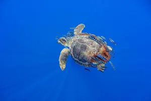 Loggerhead turtle (Caretta caretta) accompanied by pilotfish (Naucrates ductor Loggerhead turtle (Caretta caretta) accompanied by pilotfish (Naucrates ductor