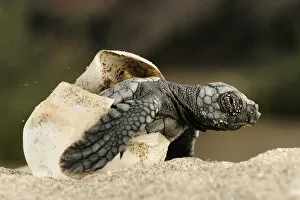 Images Dated 30th July 2009: Loggerhead turtle (Caretta caretta) hatching, Dalyan Delta, Turkey, July 2009 NOT