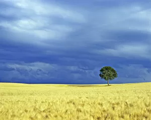 Images Dated 28th November 2011: Lone tree in a barley field. Picardy, France